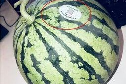 浙江网红吃瓜,揭秘网络红人的幕后故事