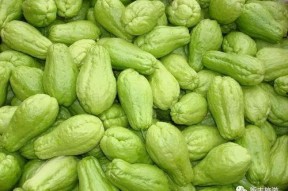 51吃瓜群众官网地址,带你走进网络吃瓜文化的热点聚集地