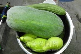 今日吃瓜热门大瓜网,揭秘网络热议事件背后的真相